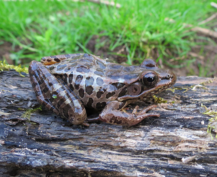 Pickerel Frog